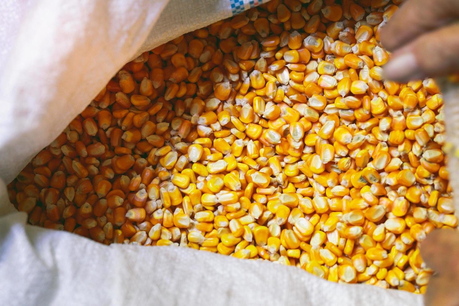 Corn Quality
